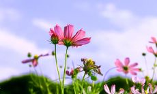 感谢逐句感受温馨祝福的心情大好，欢愉绵长的开心句子浸润心田