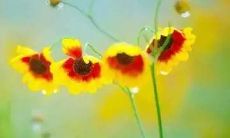 一组感恩生命、珍惜生活的唯美句子，带你感悟生命的意义与价值