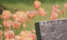 探究那些被无数人忽视的、却充满柔情温度的小众情话