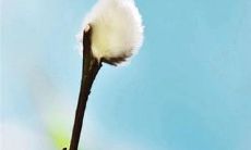 唯美抒情——迎接充满生机的立春：琳琅满目的关于立春的句子