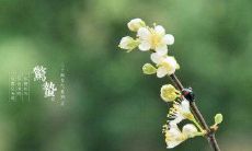 探究惊蛰节气的八字诗句，深入了解二十四节气文化之精华