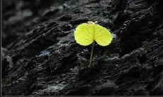 句子中体现坚强意志的措辞，表现勇气与毅力的极致表述