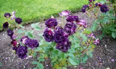 无私的爱是亲情的精髓——深度探析亲情的真谛