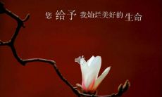 一些令人感激并对鲜花存有感激之情的引人入胜的句子