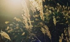 用优美句子祝福妈妈母亲节快乐，传递感恩之情的经典语句