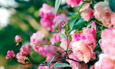 比起仅仅祝福语的简单标题，下面这个更加详细，且传达出更多信息的改写可以更好地揭示文章的内容和重点：