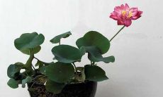 从表面总是散发着快乐的言辞转化为内心深处充溢着忧抑的情感的句子