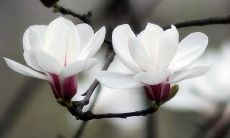 一些令人感动的赞美花的优美句子，伴随自然之美的绚烂颜色和芳香气息，营造出和谐自然的氛围