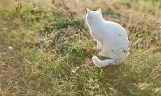 以文字形容自己在沮丧、抑郁或焦虑状态下难以入眠、夜晚难熬、在床上折磨自己的感受