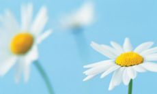 一百个感恩节句子，倾诉心声表达感谢之情