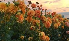 以平安为愿，祈愿健康长存——深情而哲思的说说