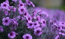 如何用假笑和虚伪的表情来装作开心的句子？