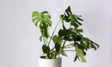 每日都悲伤烦恼的生活言语