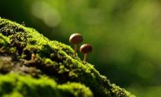 描绘友谊不朽犹如无穷红线之类的比喻句