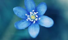 字里行间洋溢着绚烂色彩的美妙句子：如何用文字描写绚丽多彩的颜色？