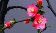 当亲人之间的亲情渐渐消失：淡漠关系的描述句子