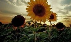 通过共同合唱亲情歌曲，弘扬关爱的理念并彰显亲情牵连的力量