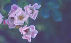 一份收集他人幸福英语句子的清单，能使自身内心充满正能量