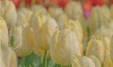 寻找心灵治愈的春季文案：温暖绽放，带给你无限好心情！