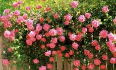 美丽动人的句子，表达无比浓郁的家庭情感和亲情之爱