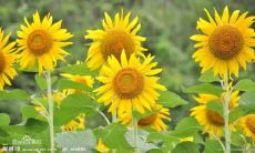 深夜里心碎到无法入眠的痛苦句子