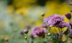 探讨家庭亲情的深刻意蕴与牢不可破的血缘关系：一系列值得倾听的感性句子