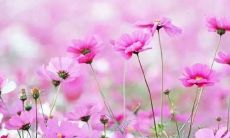 用优美的语言营造内心宁静：让心灵静谧，妙语连珠的句子