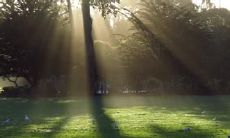 探讨春日清晨美丽句子，品味轻盈花香满溢的季节早晨