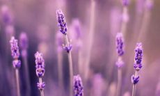 从爱情到亲情：当爱意转化为亲情的那一刻