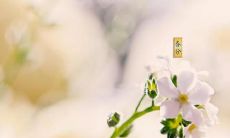 23句唯美的春分句子：描绘春日景象的文学佳句汇总