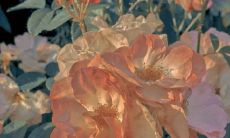 一份来自内心深处的浪漫情话：适用于表白和温馨表达的精选短语