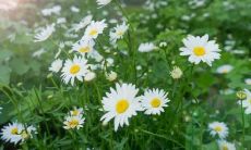 尽管在忙碌中度过，但依旧心存欢喜——一个快乐的句子