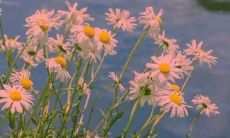 探讨女孩优质文案的重要性及技巧，为打造成功品牌提供新思路