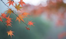 用古风意境句子营造淡雅唯美氛围