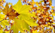 分享立秋的美丽，传递真心祝福——来自朋友圈温暖而唯美的话语