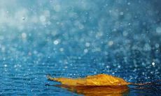 一组关于雨的优美句子，让你感受大自然的宁静和美妙之处