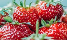 欢度十二月的心情：洋溢着喜悦、愉悦和幸福的表达