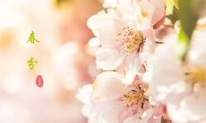 春分时节的自然之美：一组优美描写春分的句子