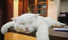 探究身心疲惫的情绪：倾诉那些让人感到极其疲累的句子