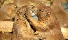 如何用优美的句子表达恩爱，避免沉闷和腻烦的情话？