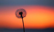 充满力量的喜悦：展现坚韧与快乐的美好句子