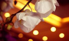 多年未变的句式：探索英语语言存在的固化用法和惯用句式，揭示语言演化背后的历史与文化厚度