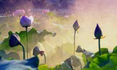 描绘亲情最美妙、令人陶醉的句子