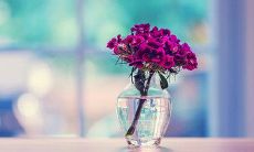 用唯美句子表达父母亲情的作品创作