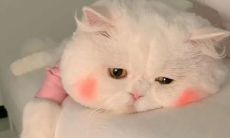 无法摆脱的困境：描绘人生无望的无可奈何句子