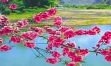 即使是最真挚的友情，也难免会随着时间而渐渐变淡的事实