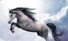 探究古今诗人关于马的诗句—从古代骏马到现代赛马文化，一次全面的文学之旅