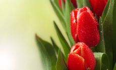 精致而细腻的感情传递：富有含蓄的思念问候短信