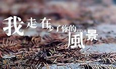 分享距离所带来的伤感情绪的感人文摘