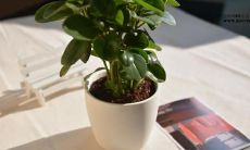 呼之欲出：一组表达工作与愉悦相关联的句子，为您带来好心情！